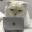 懒惰猫咖