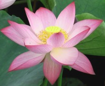老橙子草堂