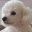 TheWhiteDog9487的废话聊天板 – 让Minecraft再次伟大！